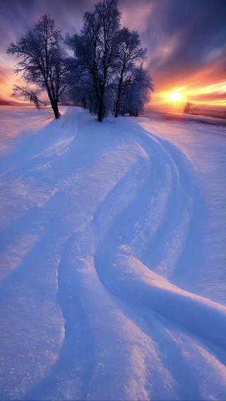 迎风而立，傲雪凌霜