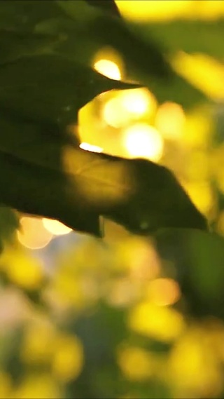 阳光普照