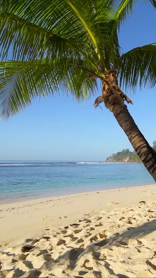 沙滩椰树海浪