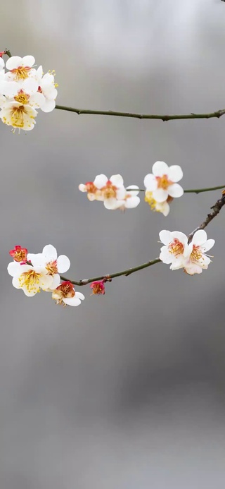 清新春天花开
