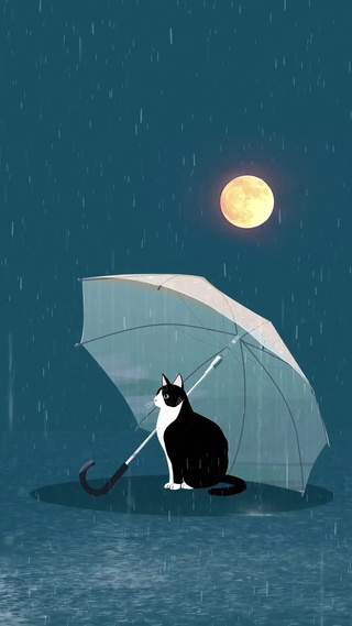 躲雨的猫咪