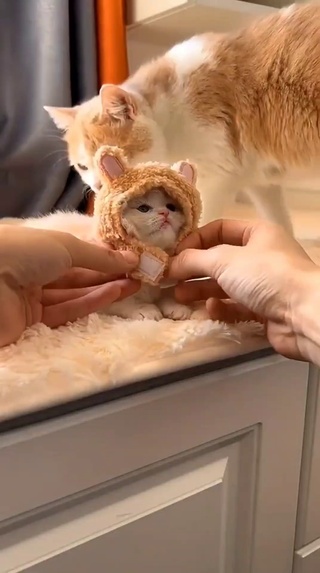 猫咪