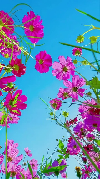 一路生花