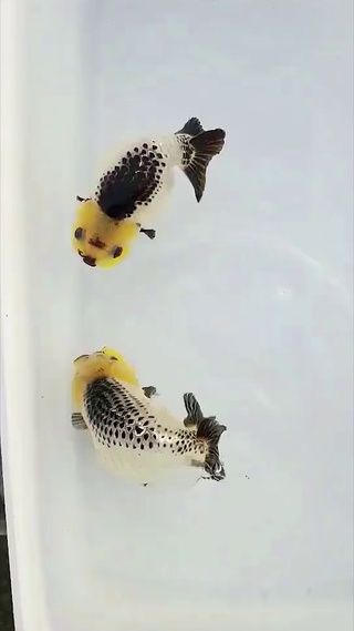 可爱的熊猫鱼
