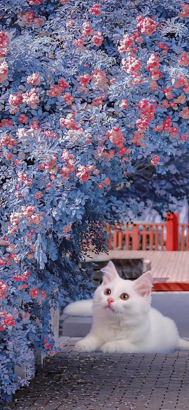 4K猫猫系列(动物手机动态壁纸) - 动物手机壁纸下载 - 元气壁纸