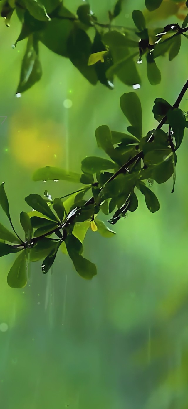 治愈护眼雨天绿叶