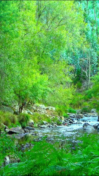 护眼山间小溪 4K