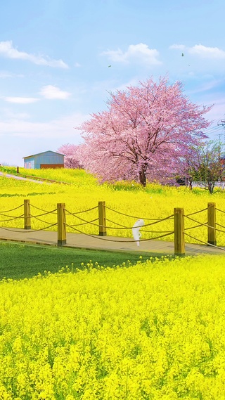 春来花已开