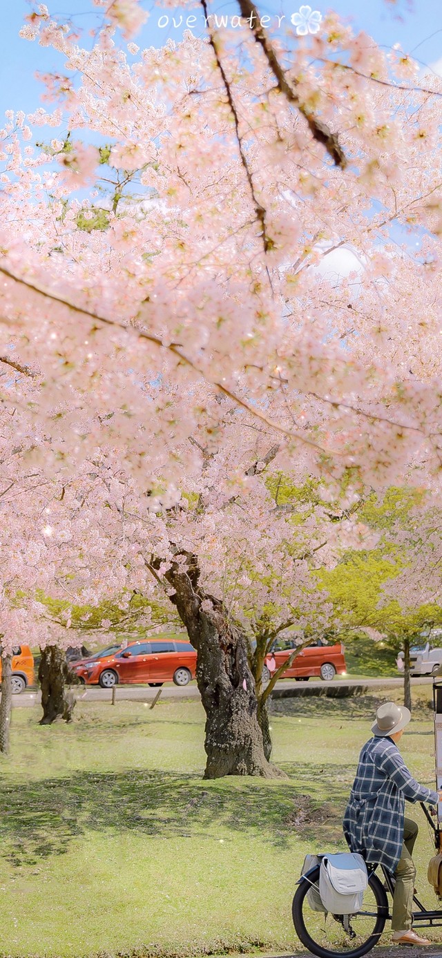 樱花树下