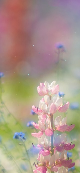 唯美治愈春日花园