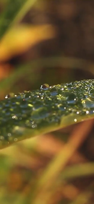 水珠晶莹