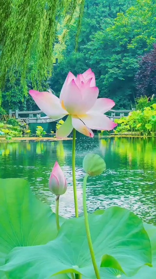 莲花池  好运连连
