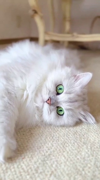 猫咪
