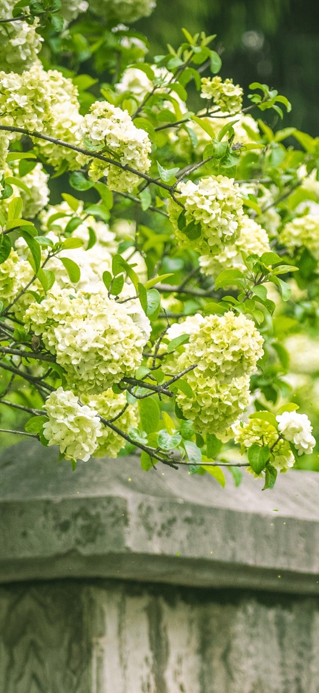 4K唯美治愈清新护眼花朵