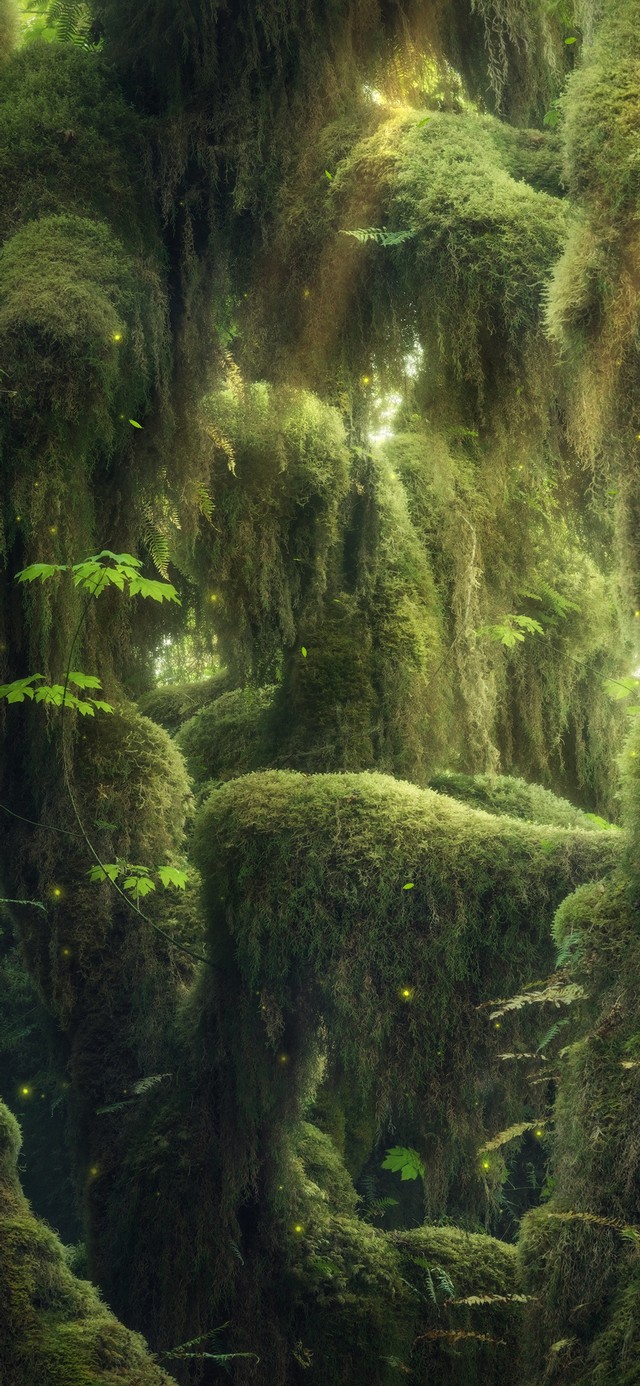 治愈护眼绿色森林