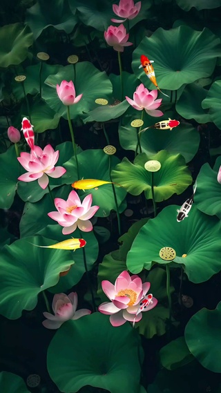 荷花鱼