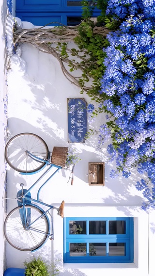 蓝花树下