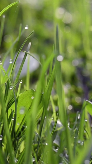 4K 高清 绿草地上的露水