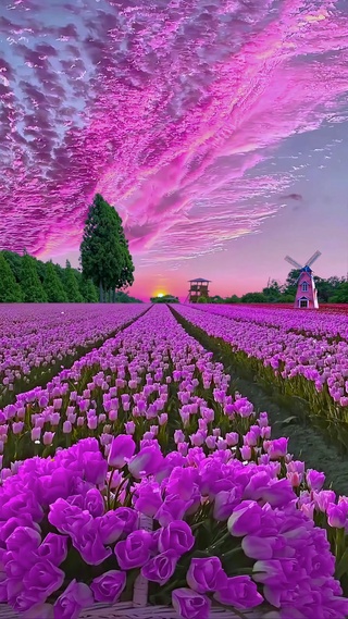 爆款紫色郁金香花海旋转运镜