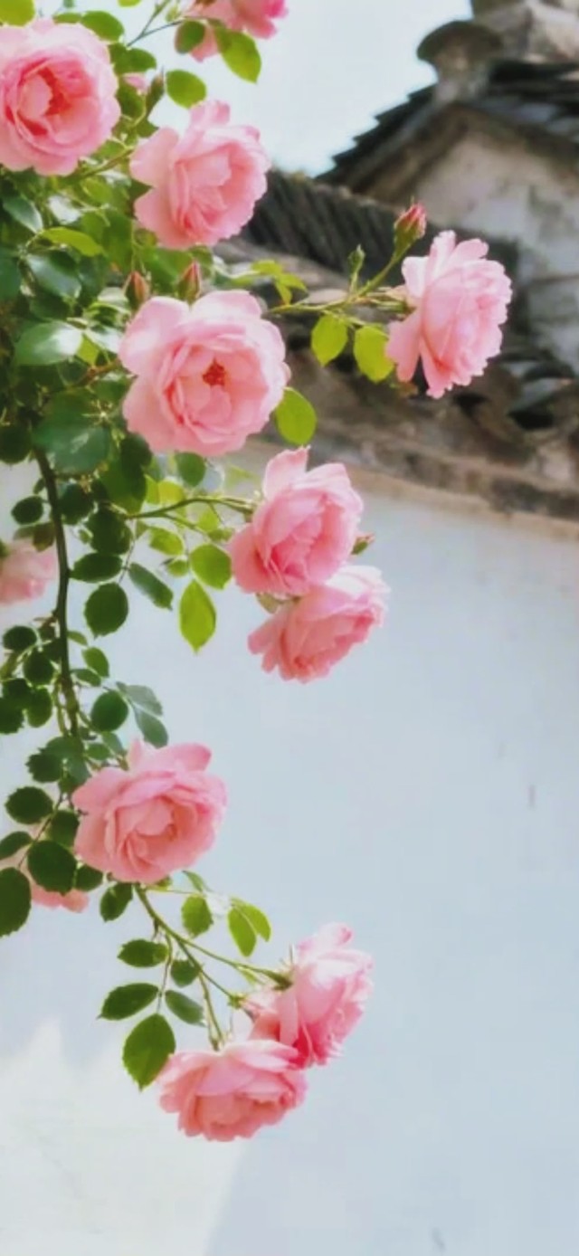 墙薇花