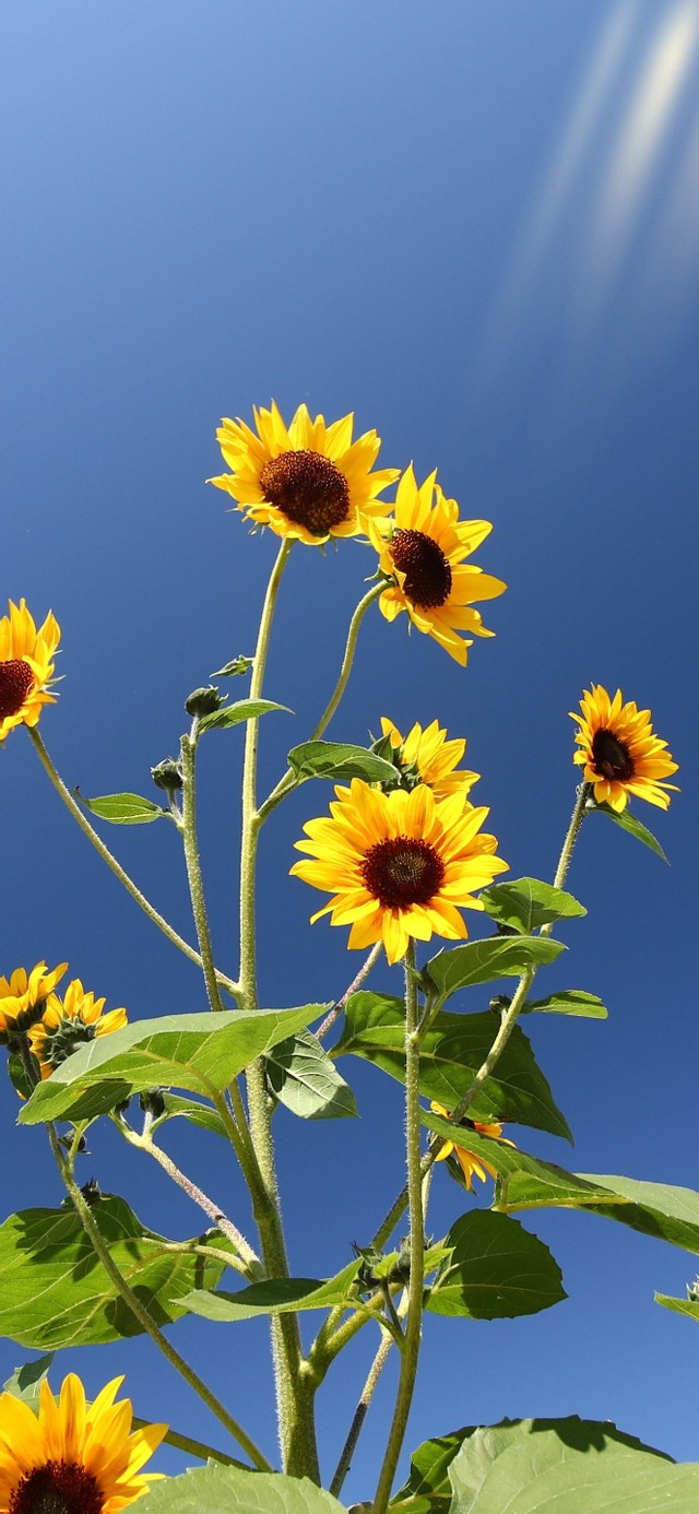 向阳而生向日葵