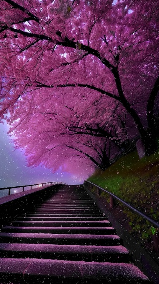 樱花树