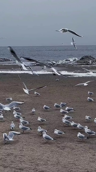 海鸥