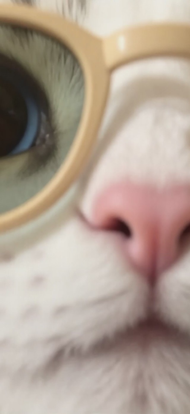 闻到小猫味了！谁在看我电脑！