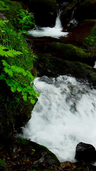 清凉绿草溪水流