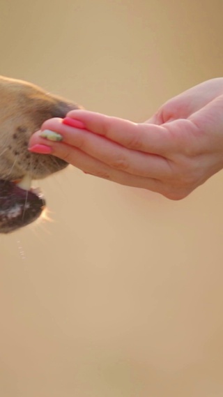 4K 高清 拉布拉多犬吃食物