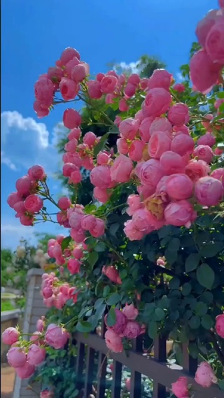 花开朵朵