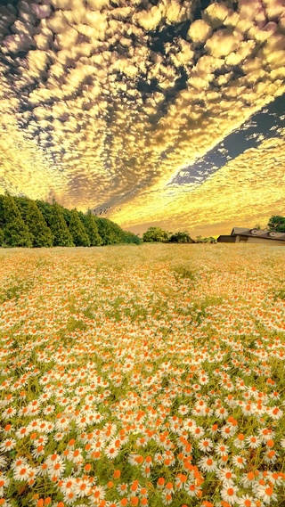 小雏菊花海