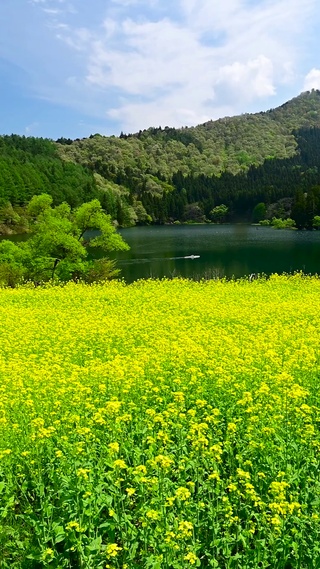 高山湖畔菜花