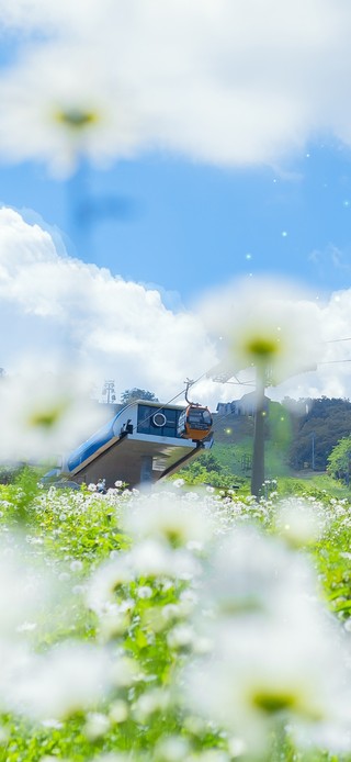 4K夏日山谷清新花海