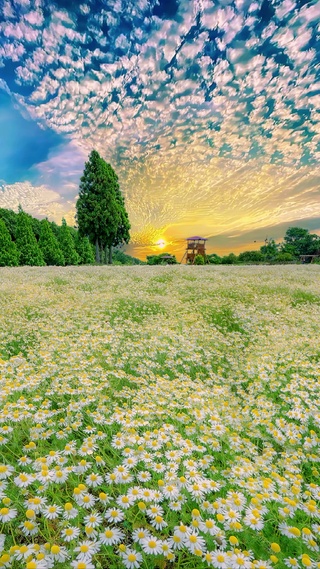 爆款雏菊花海