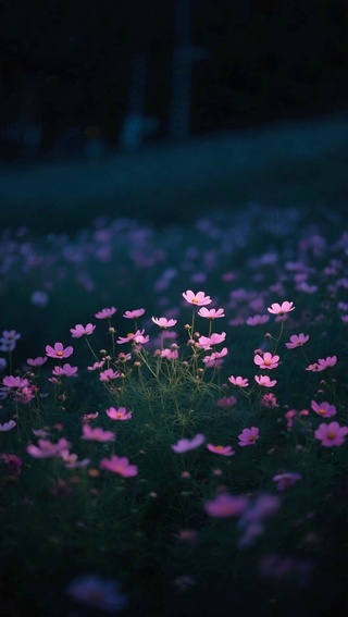 夜景小花