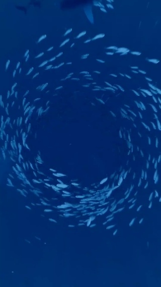 流行