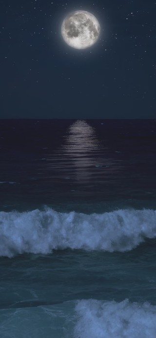 海月【 SEA MOON】