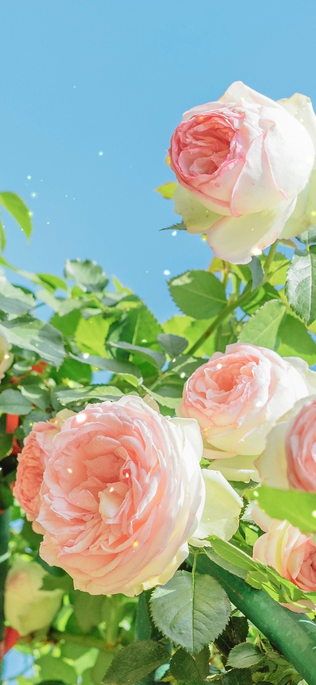 4K治愈唯美月季花