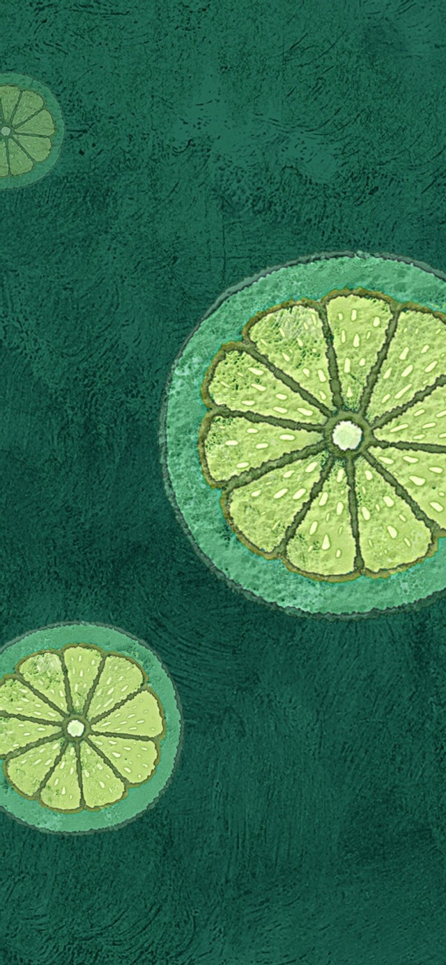 油画之青柠气泡水