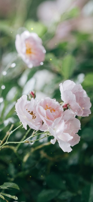 4K清新雨后蔷薇