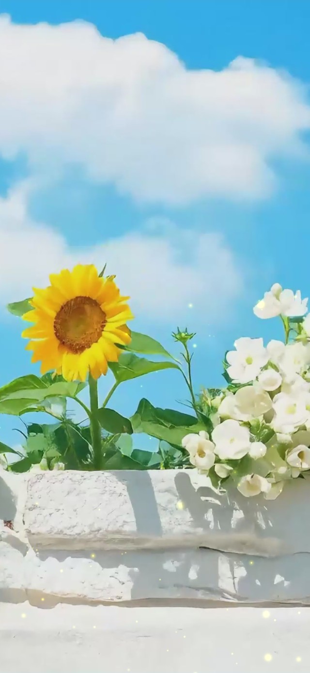 清新雏菊向日葵