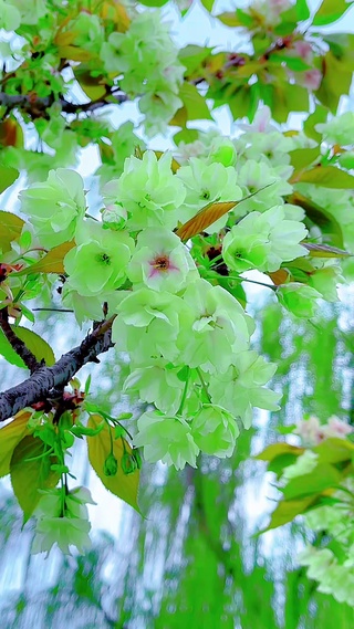 春暖花开奔你而来。