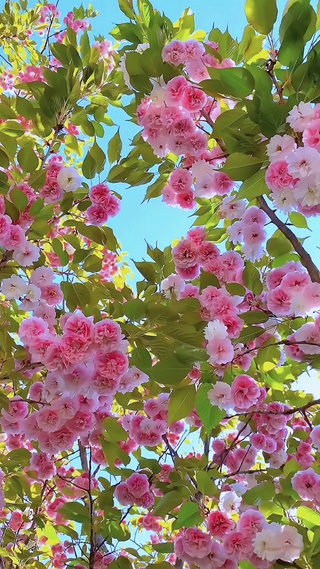 三月樱花壁纸
