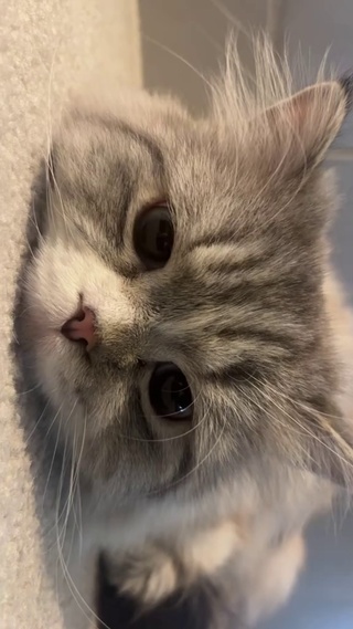 萌宠小猫