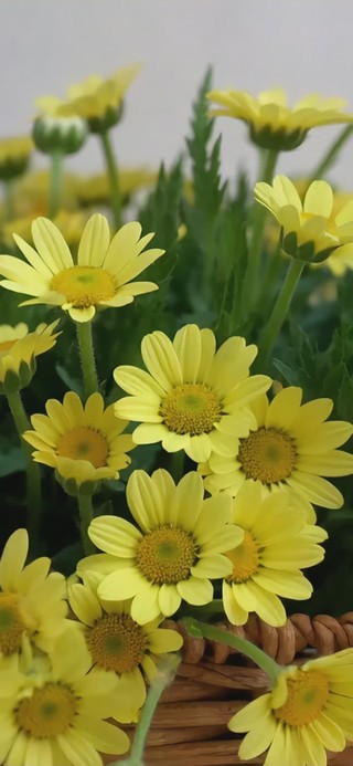 小邹菊
