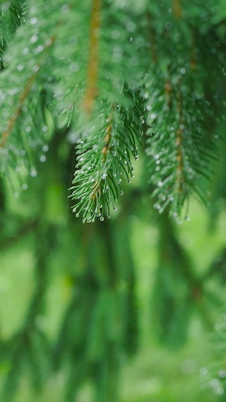 护眼雨中绿树