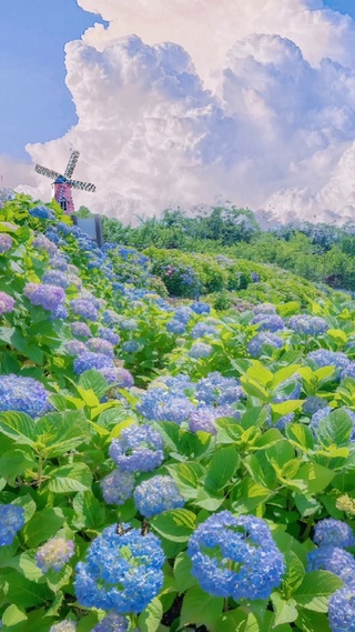 治愈绣球花