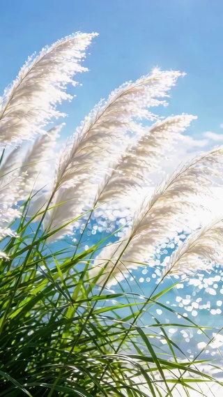 风之絮·海之镜