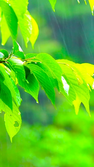 护眼清凉雨中绿叶